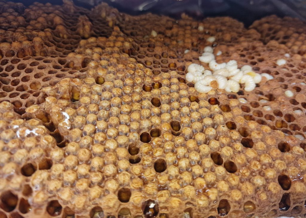 20250531 162211 Scaled E1760346405763 1024x729