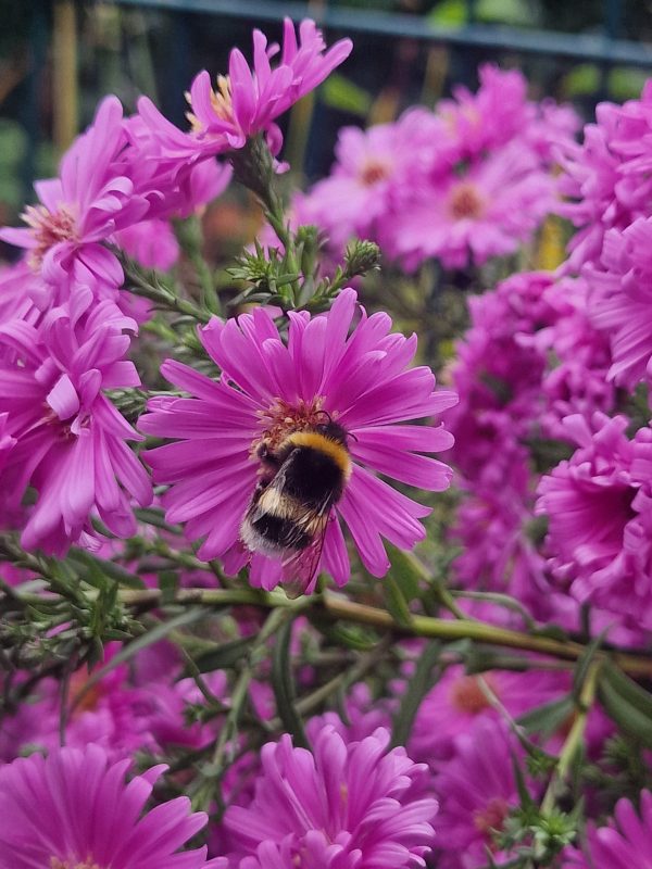 Hummeln & Wildbienen 20251012 142104 Scaled 600x800